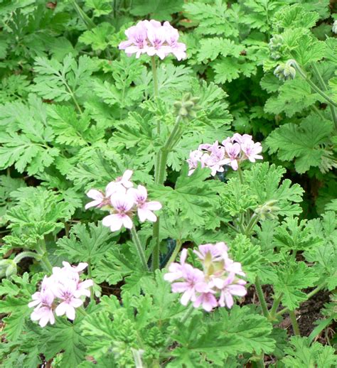 Rose Geranium .